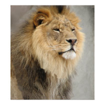 lion art posters