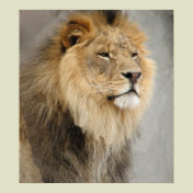 lion art poster