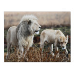 Lion as king post cards
