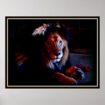 Lion at Dusk Poster