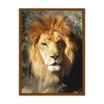 Lion at Leisure postcards
