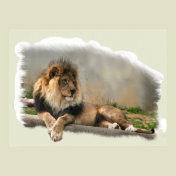 Lion At Rest Lion Lovers Art