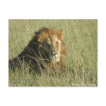 Lion at Rest postcards