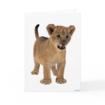 Lion Baby Card
