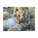 Lion baby post card