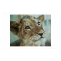 Lion baby posters