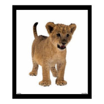 Lion Baby Poster posters