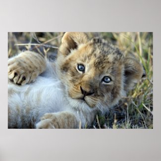 Lion baby print