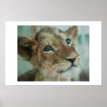 Lion baby posters