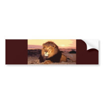 Lion Bumper Stickers