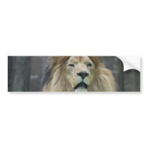 Lion  Bumper Sticker