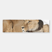 Lion Bumper Sticker