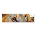 Lion bumper stickers