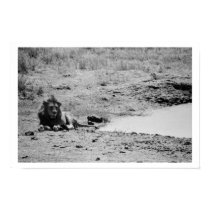 Lion by the Lake posters