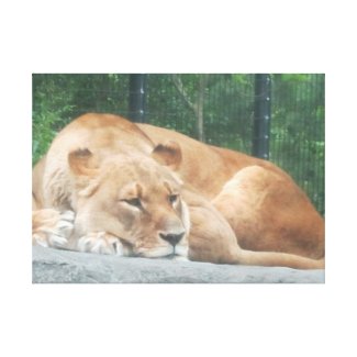 Lion Canvas Print