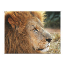 lion canvas stretched canvas prints