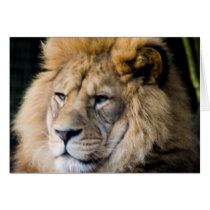 lion cards