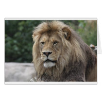 Lion Cards