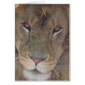 lion cards by amwesley lion cards