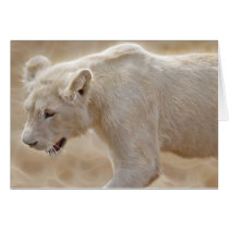 Lion cards by laureenr Lion cards