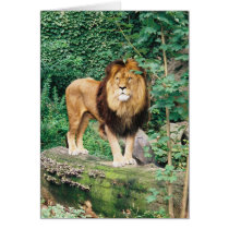 Lion Card