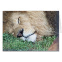Lion Card