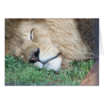 Lion Card