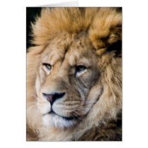 lion cards