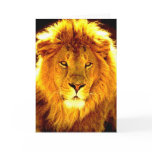 Lion Cards