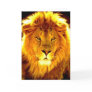 Lion Cards