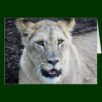 Lion card