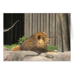 Lion Card!