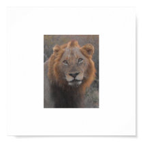 Lion Close-up African Safari posters by wruss1 Lion Close-up African Safari posters