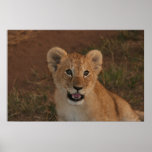 Lion cub in Masai Mara Print