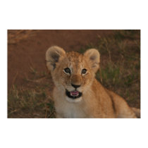 Lion cub in Masai Mara posters by iluvsrk Lion cub in Masai Mara posters