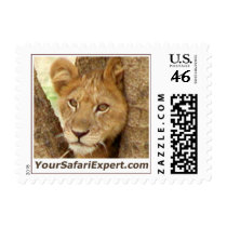 Lion Cub in Tree Postage Stamp (small) by YourSafariExpert Lion Cub in Tree Postage Stamp (small)