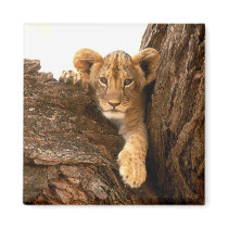 Lion Cub Refrigerator Magnets