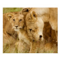 Lion Cub & Mother posters by beverlytazangel Lion Cub & Mother posters