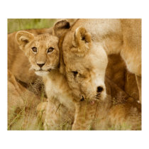 Lion Cub & Mother posters