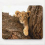 Lion Cub Use Mats