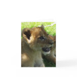 Lion Cub Note Card