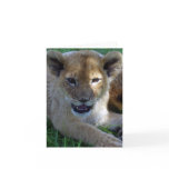 Lion Cub Note Card 2