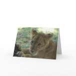 Lion Cub Note Card 3
