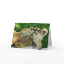 Lion Cub Note Card 4 by KalahariSue Lion Cub Note Card 4