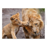 Lion Cub Playing with his Parent Greeting Cards