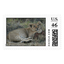 lion cub posing postage
