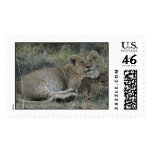 lion cub posing postage stamp