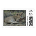 lion cub posing postage by iluvsrk lion cub posing postage