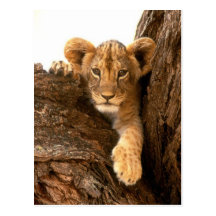 Lion Cub Post Card