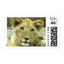 Lion Cub Postage Stamps stamps